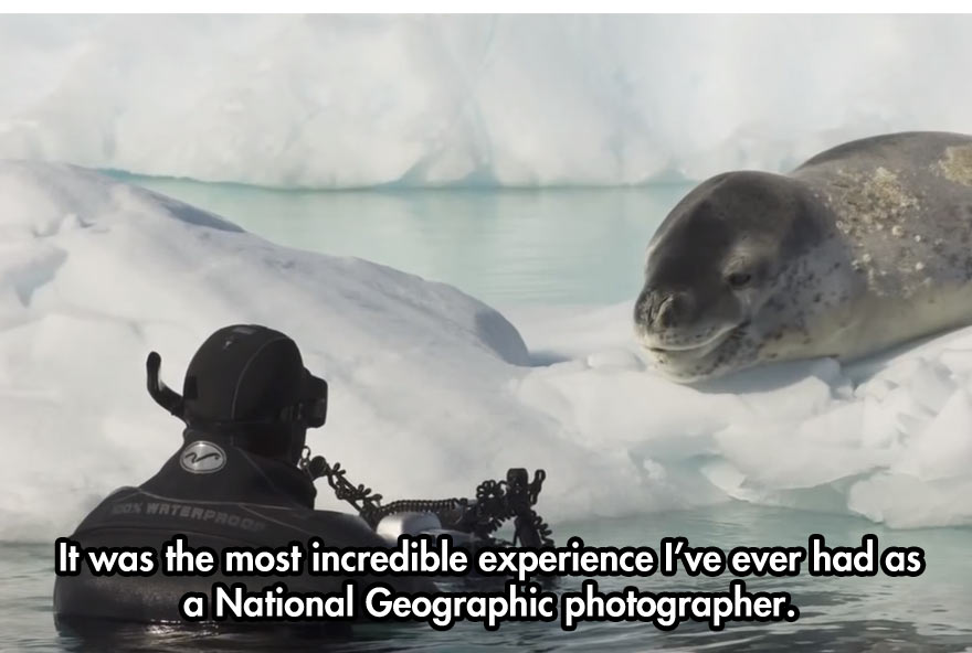 10-cool-face-off-predator-seal-camera-photographer