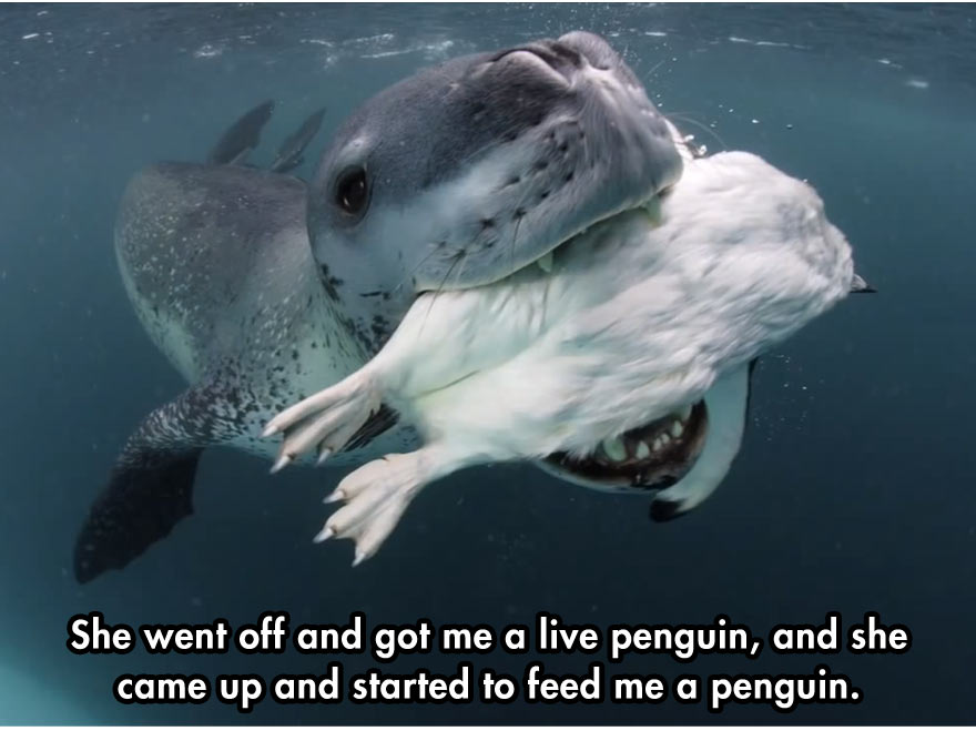 4-cool-face-off-predator-seal-camera-penguin