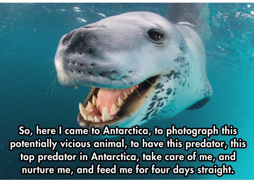 9-cool-face-off-predator-seal-camera-Antarctica