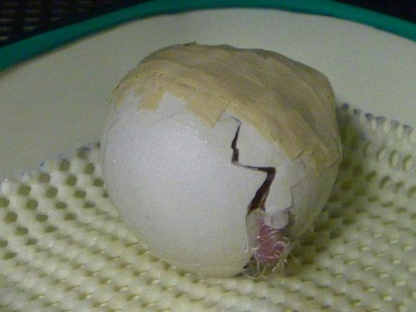 crushed-egg-repair-rare-parrot-lisa-one-kakapo-4