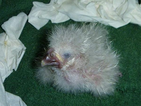 crushed-egg-repair-rare-parrot-lisa-one-kakapo-7