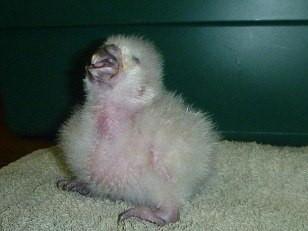crushed-egg-repair-rare-parrot-lisa-one-kakapo-8