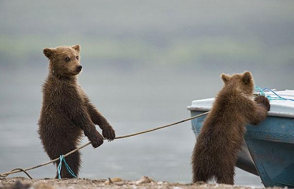 funny-bears-doing-human-things-2