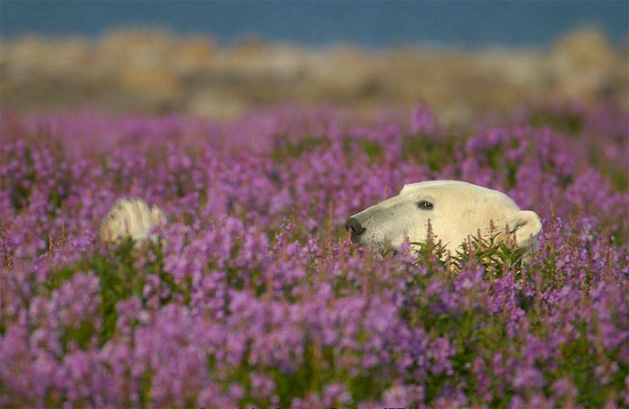 polar-bear-playing-flower-field-dennis-fast-7