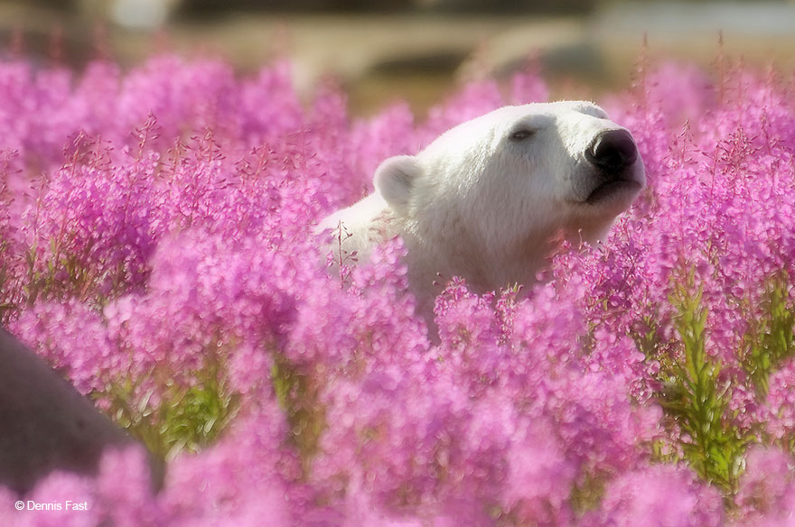 polar-bear-playing-flower-field-dennis-fast-8