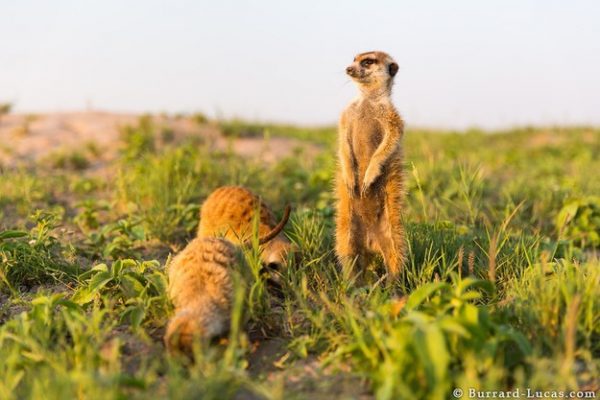 2-man-meerkat-friendship