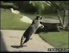8-secret-agent-raccoons