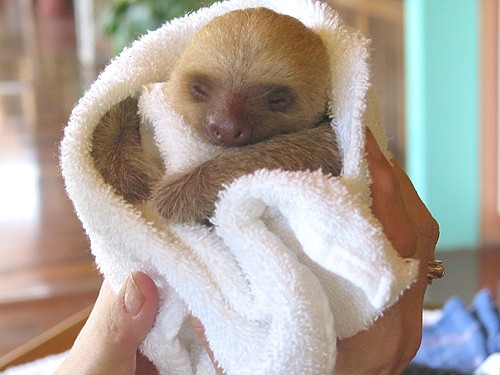 9-baby_sloth-2701-1-620x