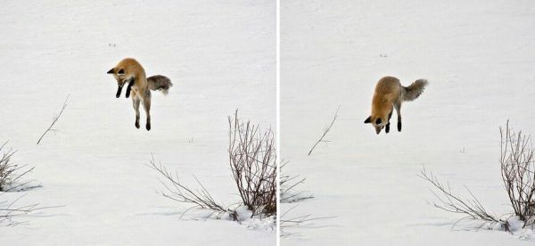 amazing-fox-photos-28-2