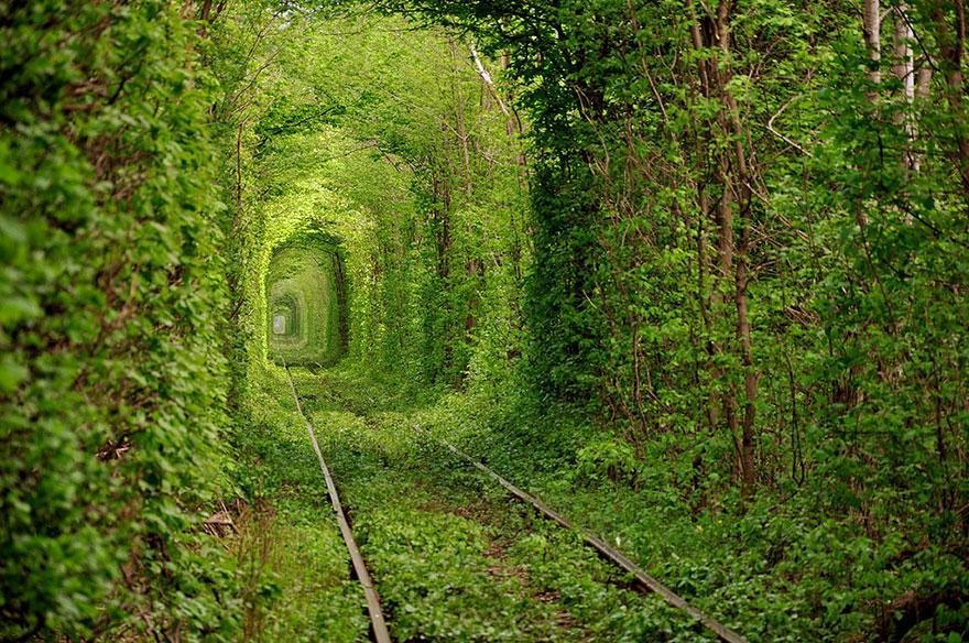 amazing-tree-tunnels-2-1