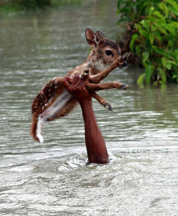 bangladeshi-boy-saves-drowning-baby-deer-1