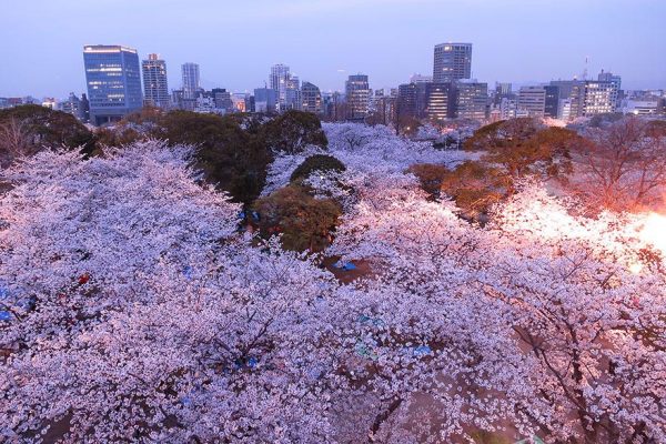 cherry-blossom-sakura-24