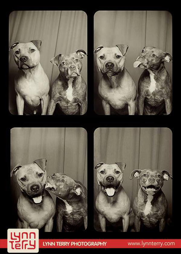 dogs-in-photo-booths-by-lynn-terry-10