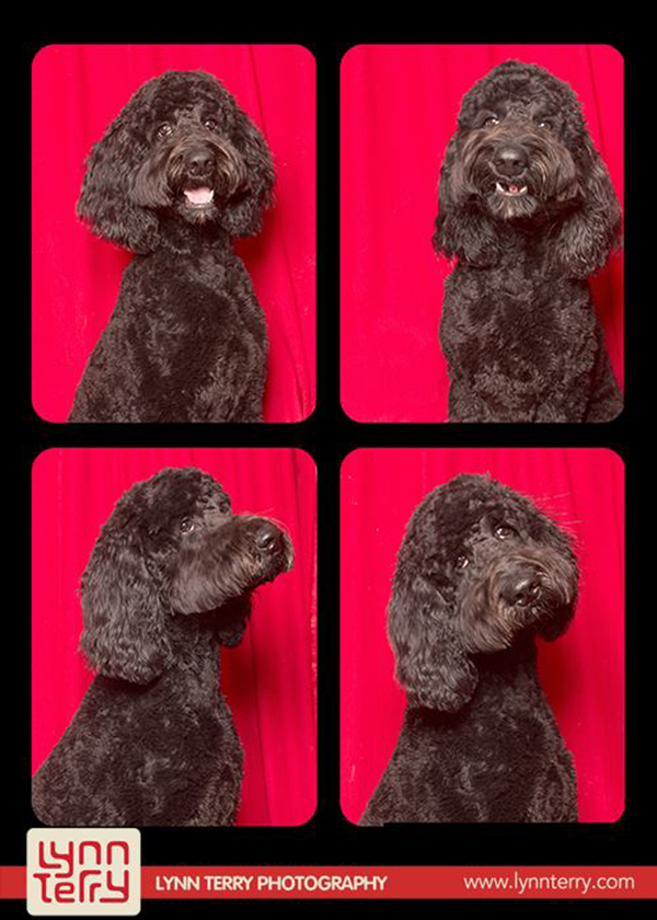 dogs-in-photo-booths-by-lynn-terry-2