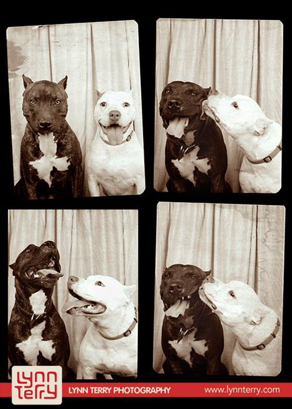 dogs-in-photo-booths-by-lynn-terry-4
