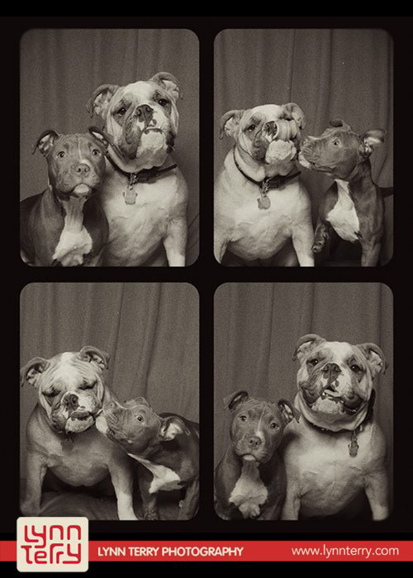 dogs-in-photo-booths-by-lynn-terry-6