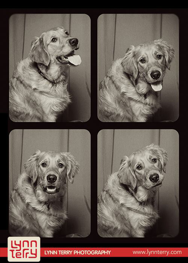 dogs-in-photo-booths-by-lynn-terry-9