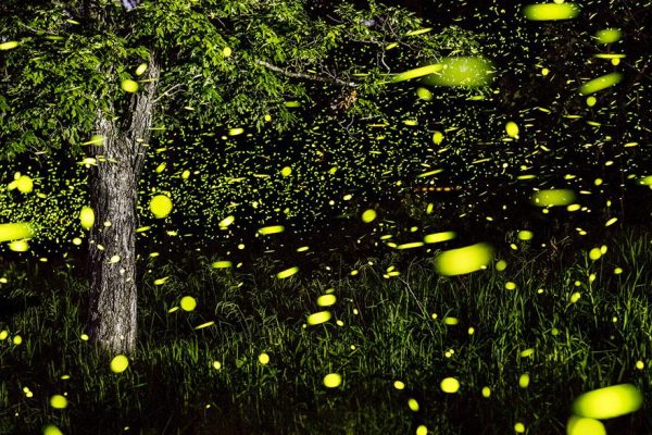 fireflies-time-lapse-photography-vincent-brady-5