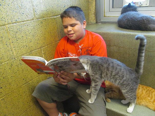 reading-children-shelter-cats-book-buddies-15