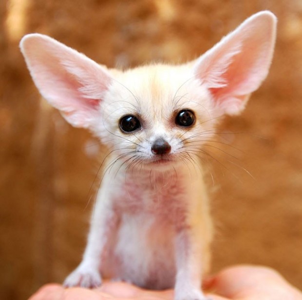 the-cutest-baby-animal-species-of-all-time-7-934x-620x