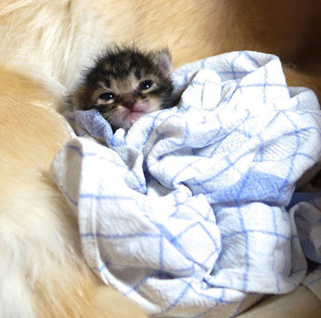 01-cute-kitten-orphan-dog-mother