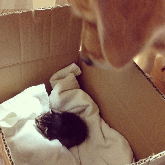 02-cute-kitten-orphan-dog-mother-box