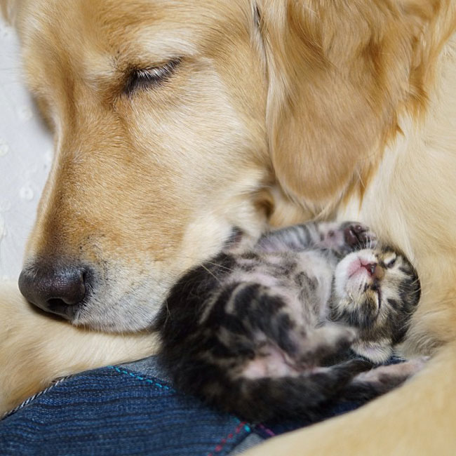 03-cute-kitten-orphan-dog-mother-sleeping