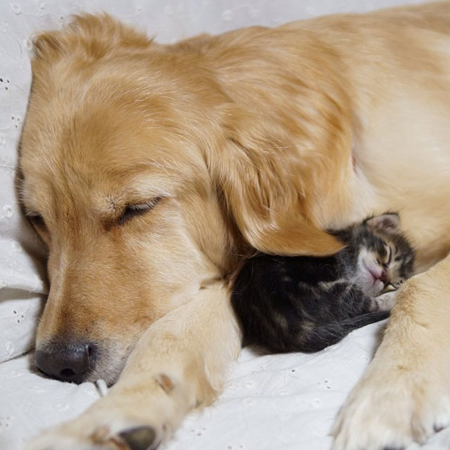 04-cute-kitten-orphan-dog-mother-cuddle