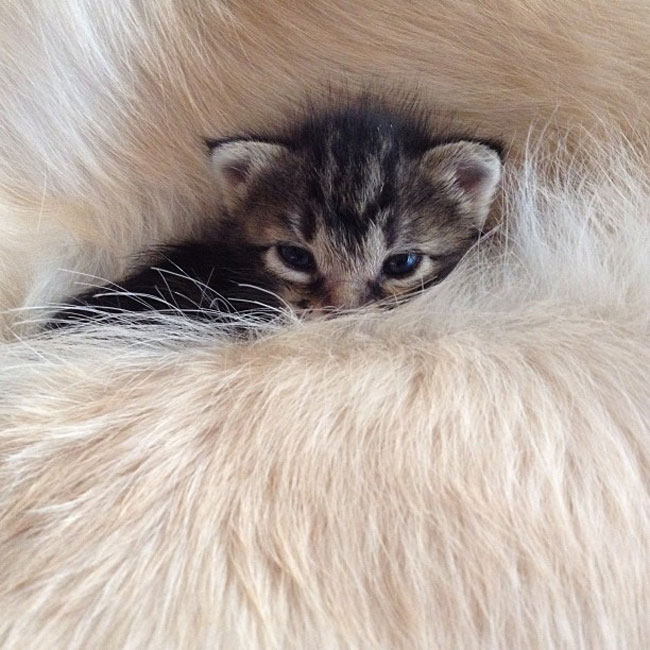 05-cute-kitten-orphan-dog-mother-fur