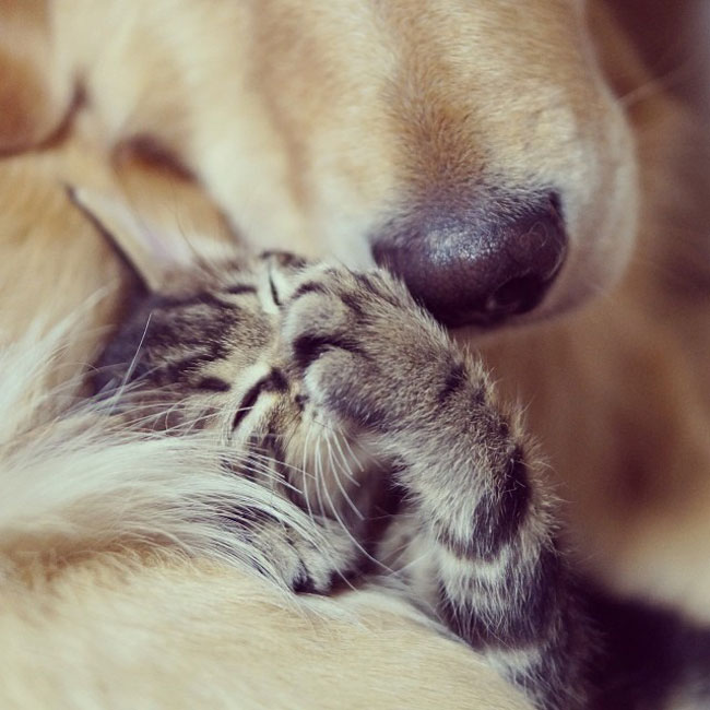08-cute-kitten-orphan-dog-mother-nose