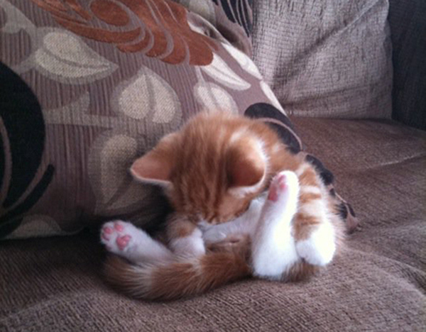 1-cat-nap-position
