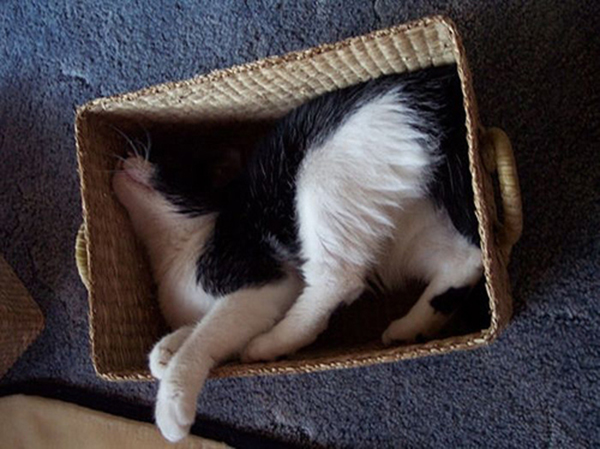 10-cat-nap-position