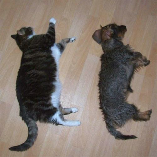 12-cat-nap-position