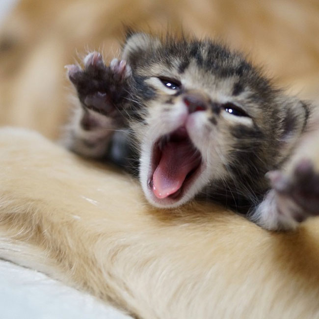 12-cute-kitten-orphan-dog-mother-yawn