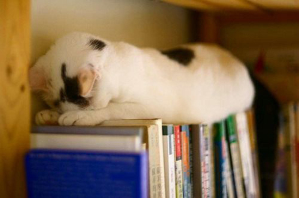 13-cat-nap-position