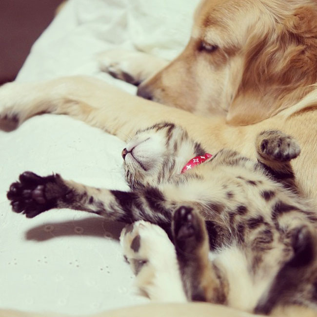 13-cute-kitten-orphan-dog-mother-reaching