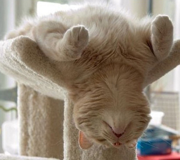 18-cat-nap-position
