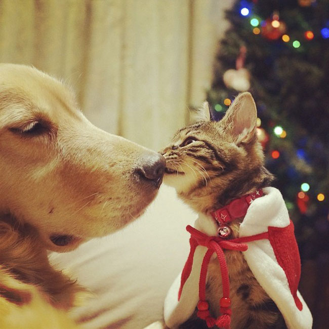 18-cute-kitten-orphan-dog-mother-Christmas