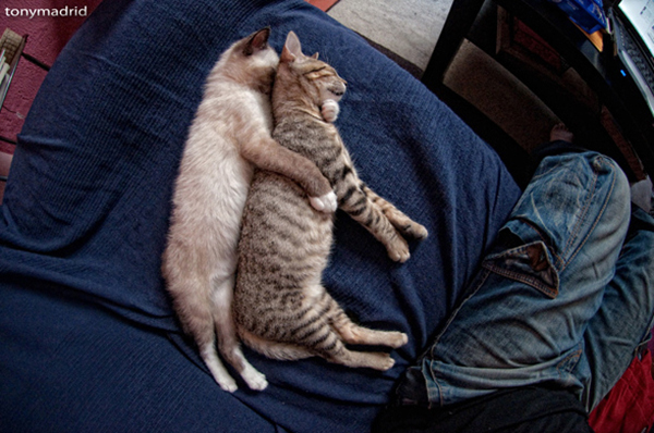2-cat-nap-position