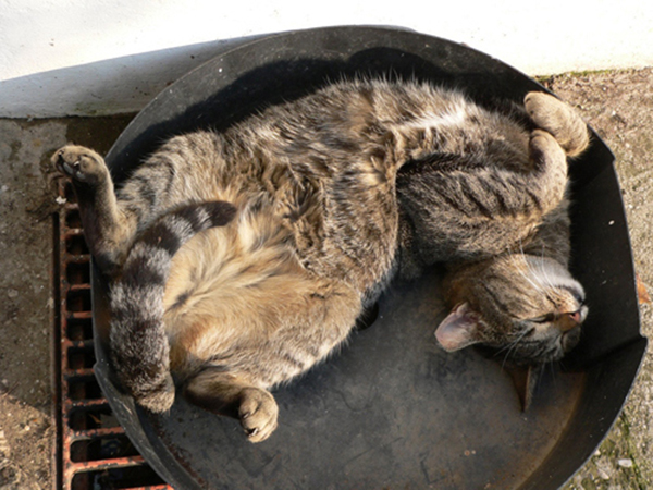 3-cat-nap-position