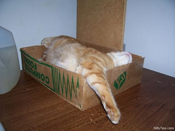 6-cat-nap-position