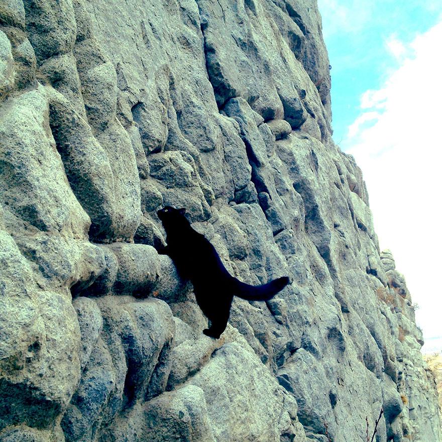 9-millie-climbing-cat-craig-armstrong-10