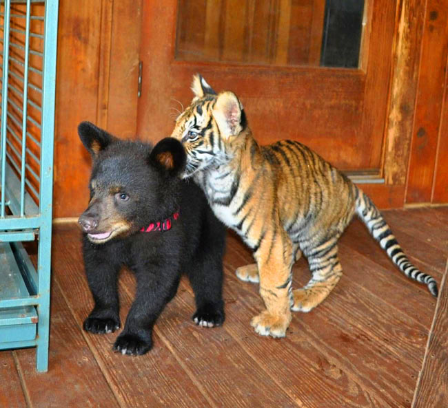 cool-abused-bear-tiger-brotherhood