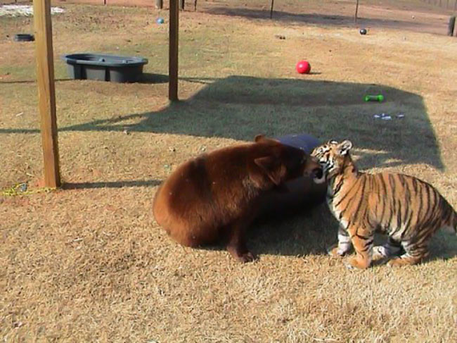 cool-bear-tiger-playing-zoo