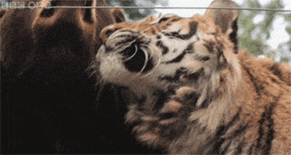 cool-gif-lion-tiger-bear-rescue-updated