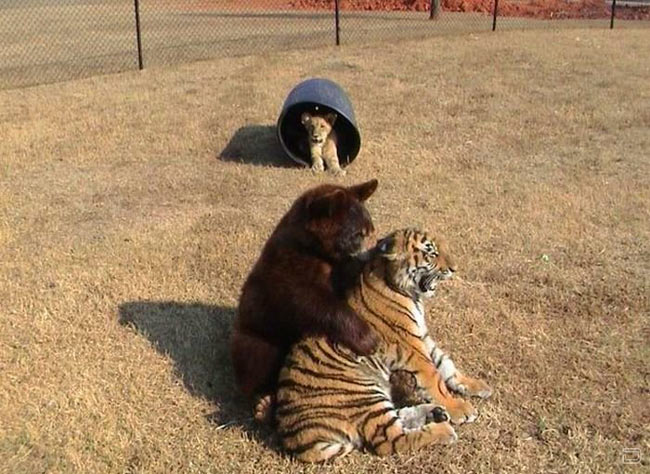cool-little-bear-tiger-playing-bucket