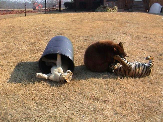 cool-little-bear-tiger-playing-yard