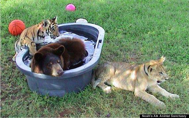 cute-lion-tiger-bear-taking-bath