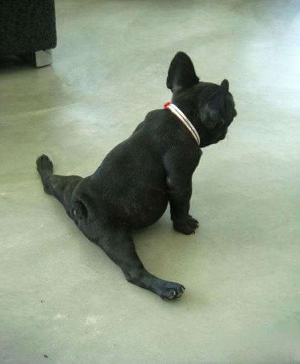 funny-animals-doing-yoga-6
