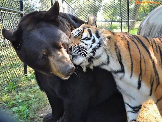 funny-bear-tiger-brotherhood-friendship-rescue